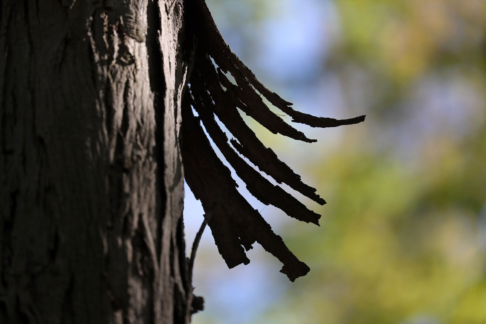 Shagbark hickory